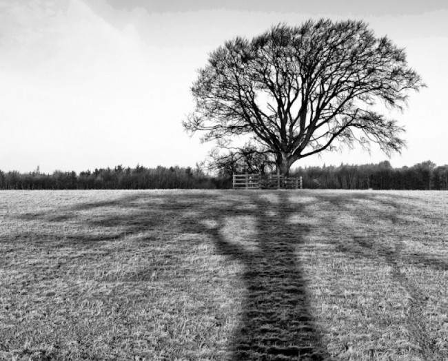 Reflecting on the tree, Sedgefield - UK, 2009