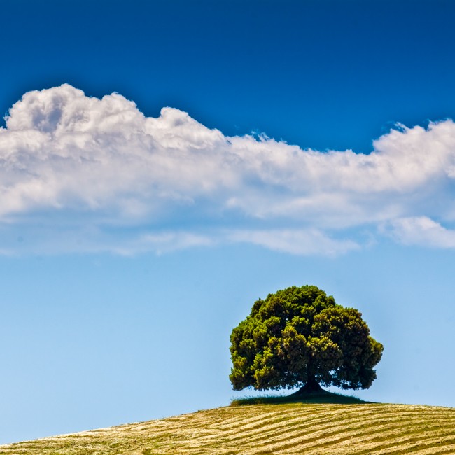 The lonely oak, Tuscany, 2008