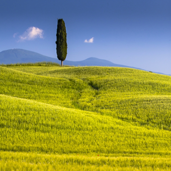 The Lonely Cypress, Pienza - Italy, 2008
